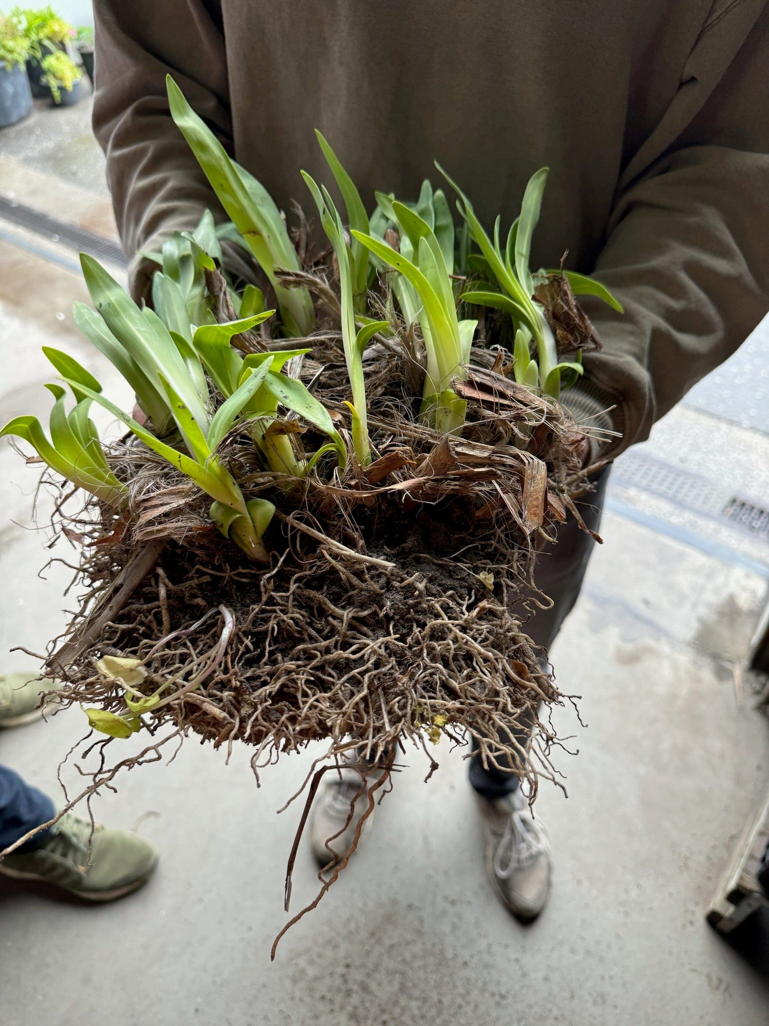 Skærmlilje udelt staudepude 'Africanus´ blå